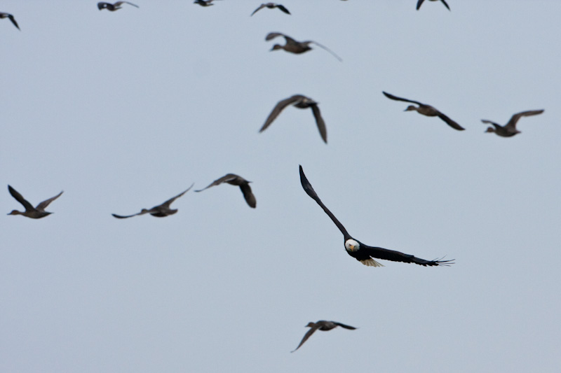Bald Eagle And Canadian Geese In Flight